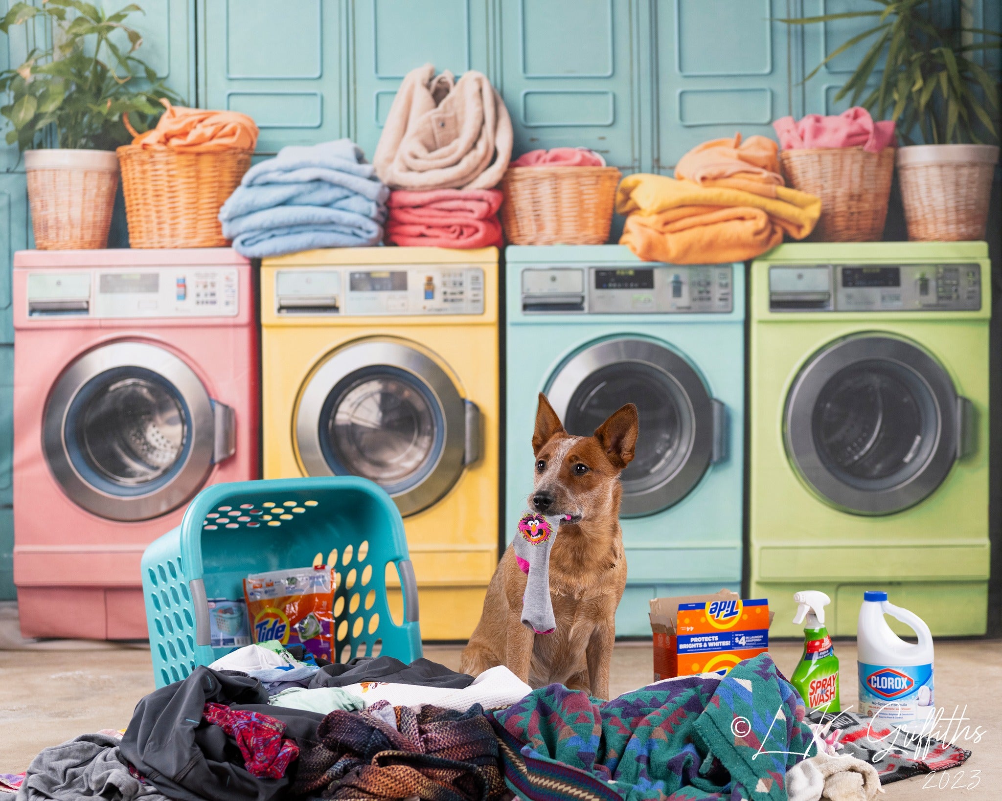 Dog sitting in pile of dirty clothes in front of washing machine backdrop