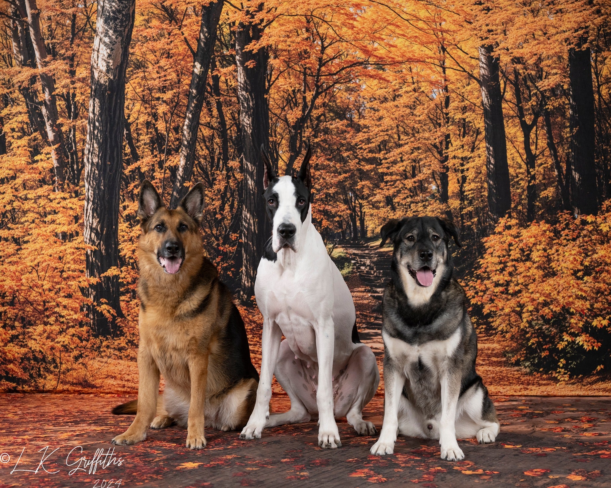 Kate Fall Forest Path Backdrop Designed by Emetselch - Kate Backdrop AU