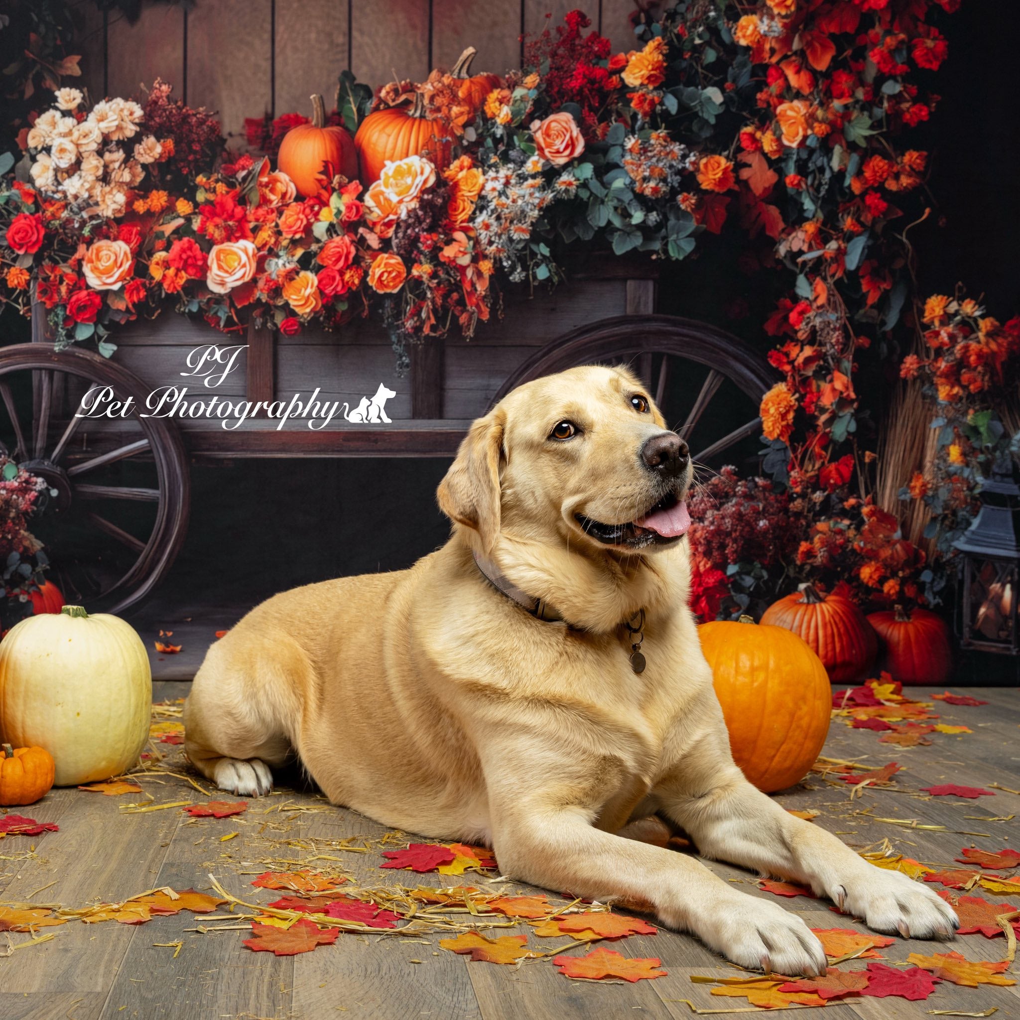 Kate Autumn Flower Pumpkins Backdrop Designed by Patty Roberts