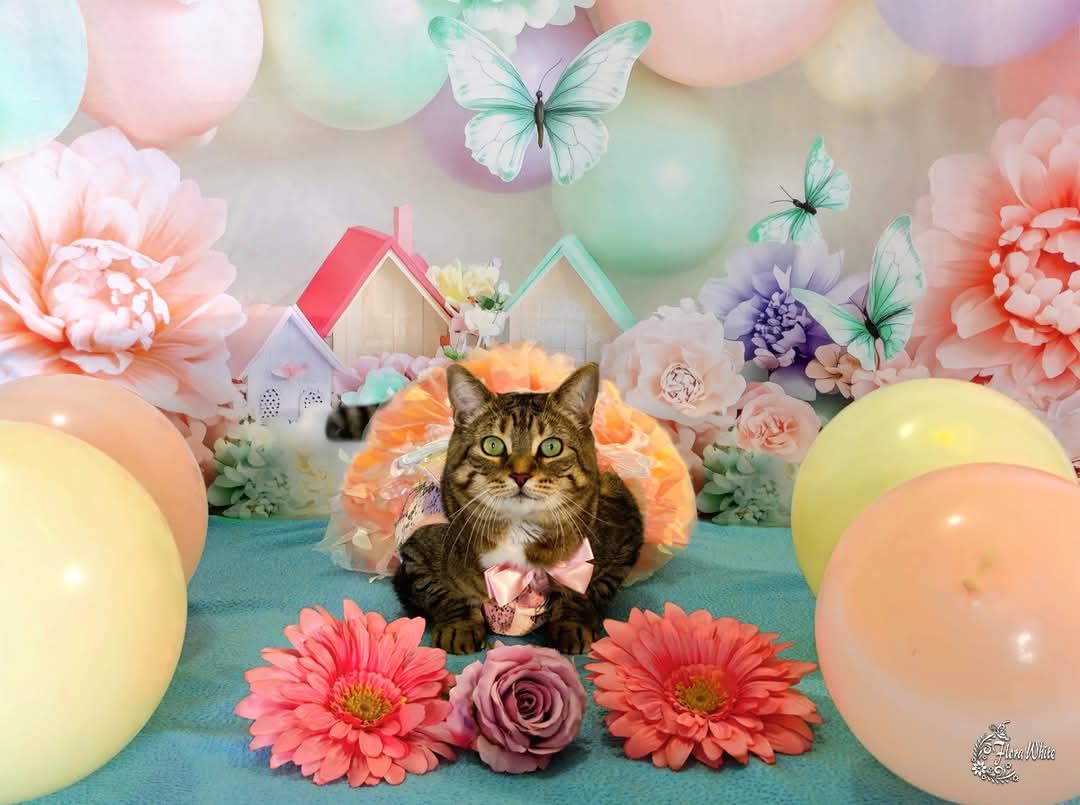 Kate Spring Pastel Butterflies Backdrop Designed by Patty Robert - Kate Backdrop AU