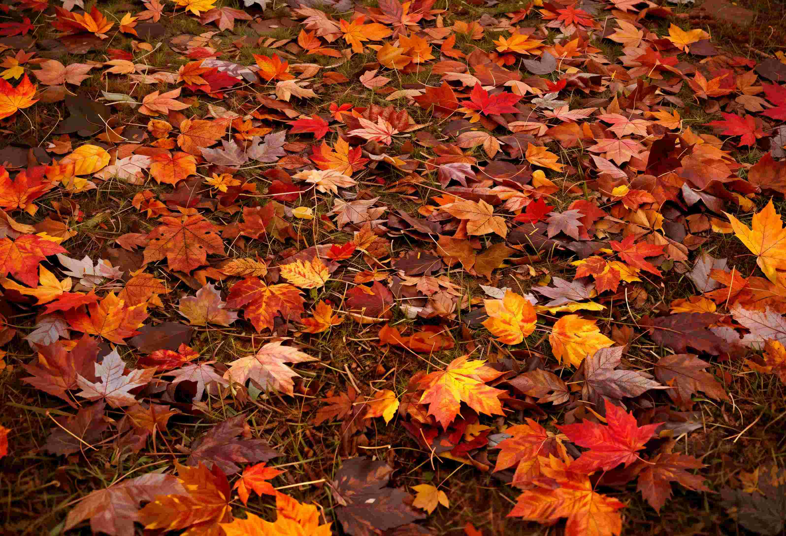 Kate Autumn Red Maple Leaves Vinyl Backdrop Floor - Kate Backdrop AU