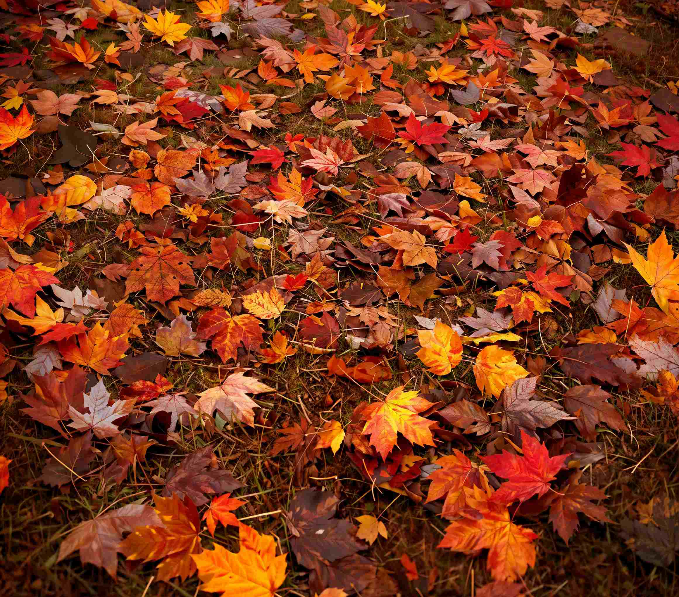 Kate Autumn Red Maple Leaves Vinyl Backdrop Floor - Kate Backdrop AU