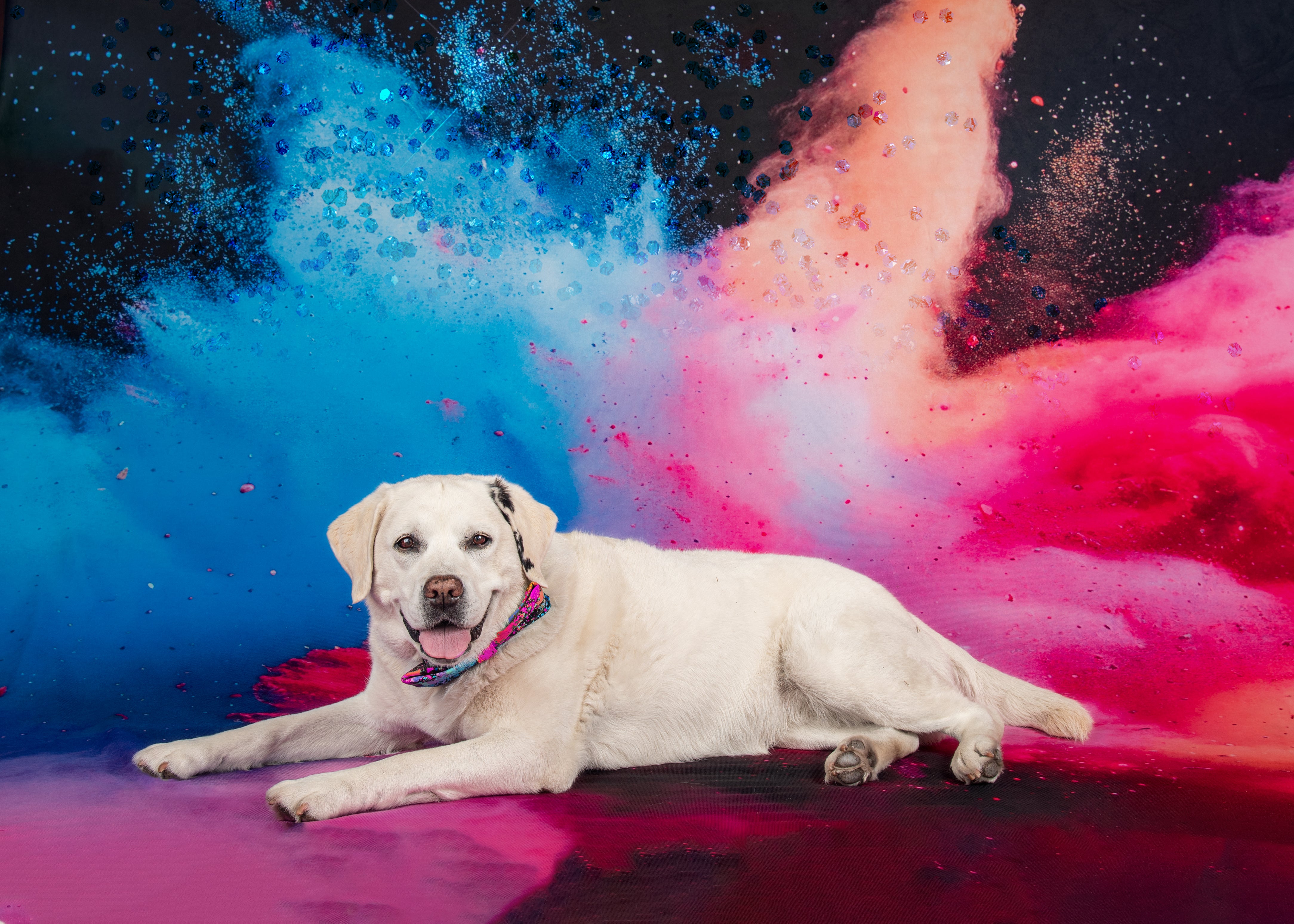 Kate Burst of Powder Backdrop Designed by Lidia Redekopp - Kate Backdrop AU