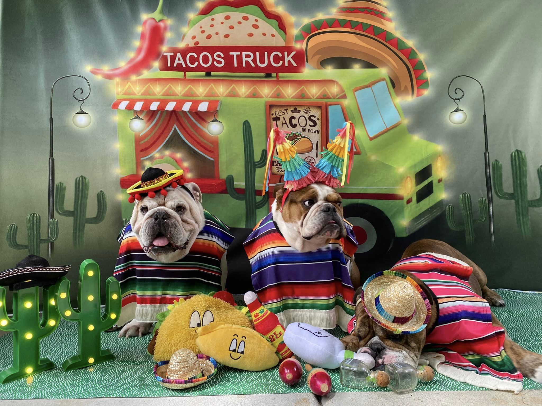Kate Cake Smash Tacos Truck Chef Backdrop Designed by Rosabell Photography - Kate Backdrop AU
