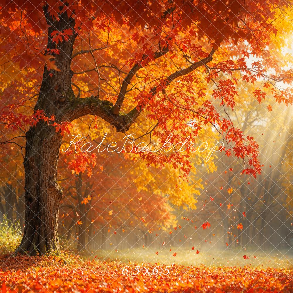 Kate Autumn Tree Leaves Sunlight Backdrop Designed by Emetselch