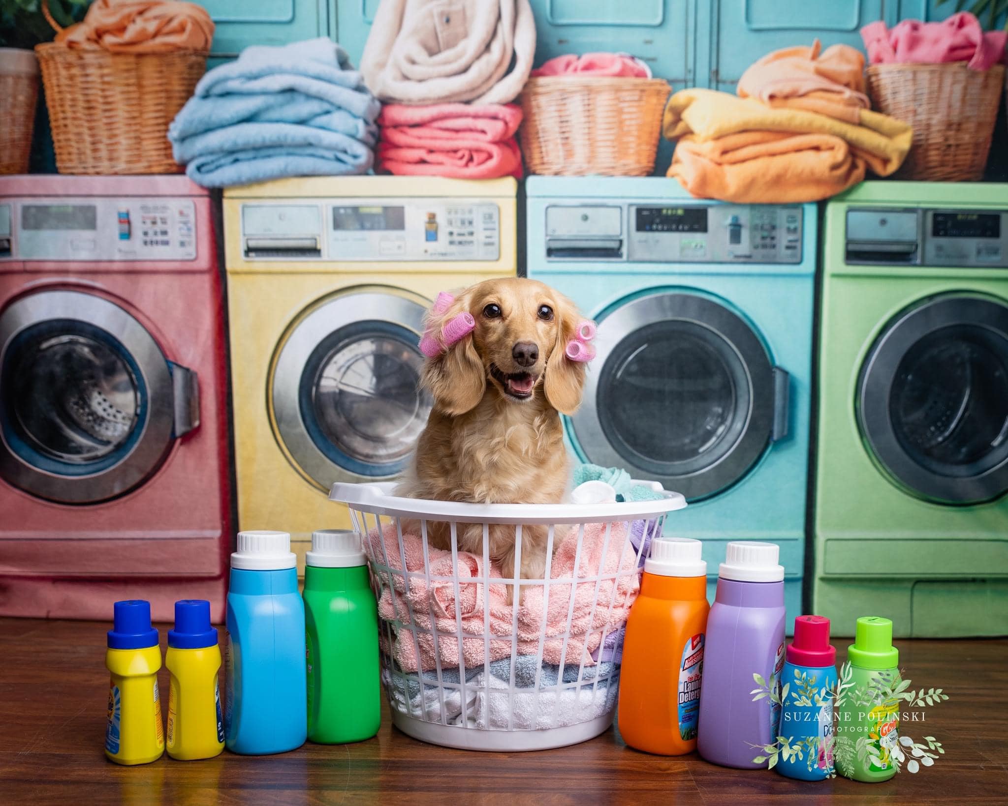 Dog sitting in basket in front of washing machine backdrop