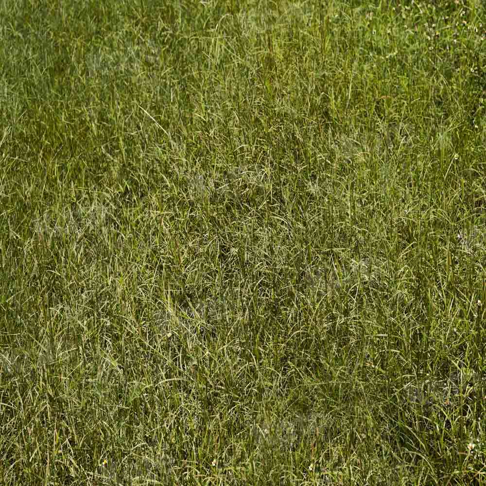 Kate Green Grass Field Backdrop Designed by Kate Image