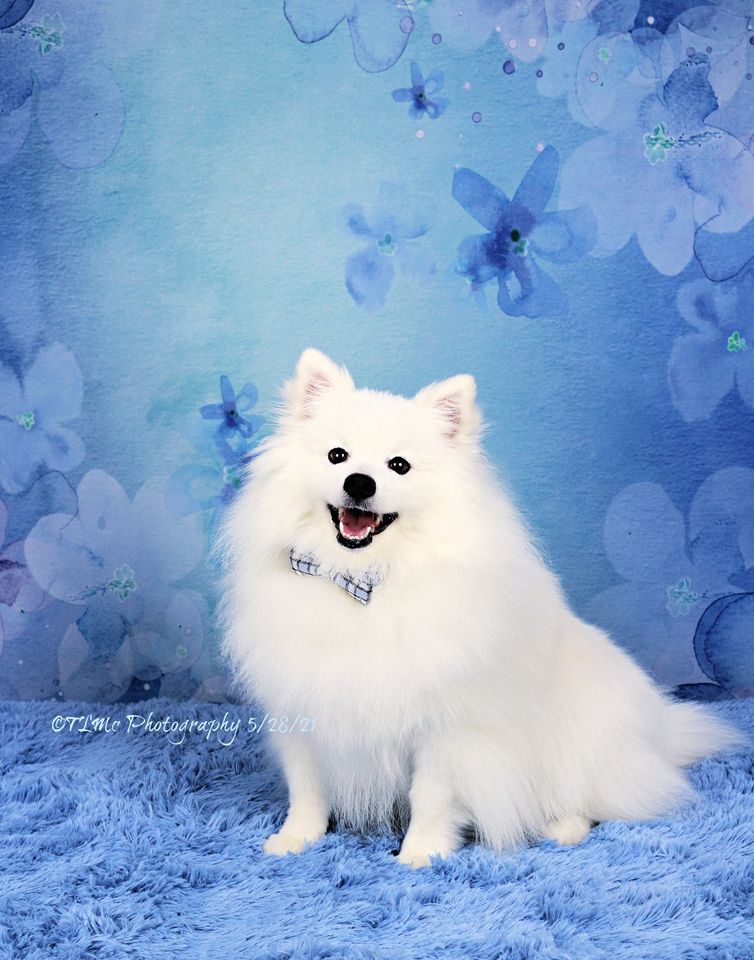 Kate Fine Art Blue Florals Backdrop Designed by GQ - Kate Backdrop AU
