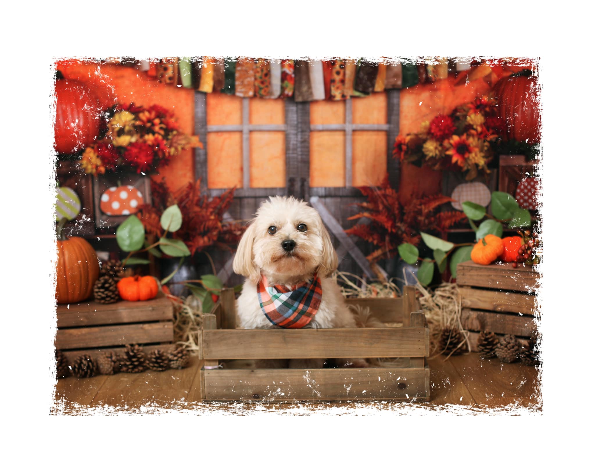 Kate Autumn Harvest Thanksgiving Backdrop