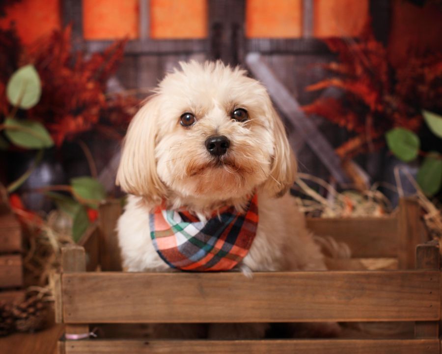 Kate Autumn Harvest Thanksgiving Backdrop - Kate Backdrop AU
