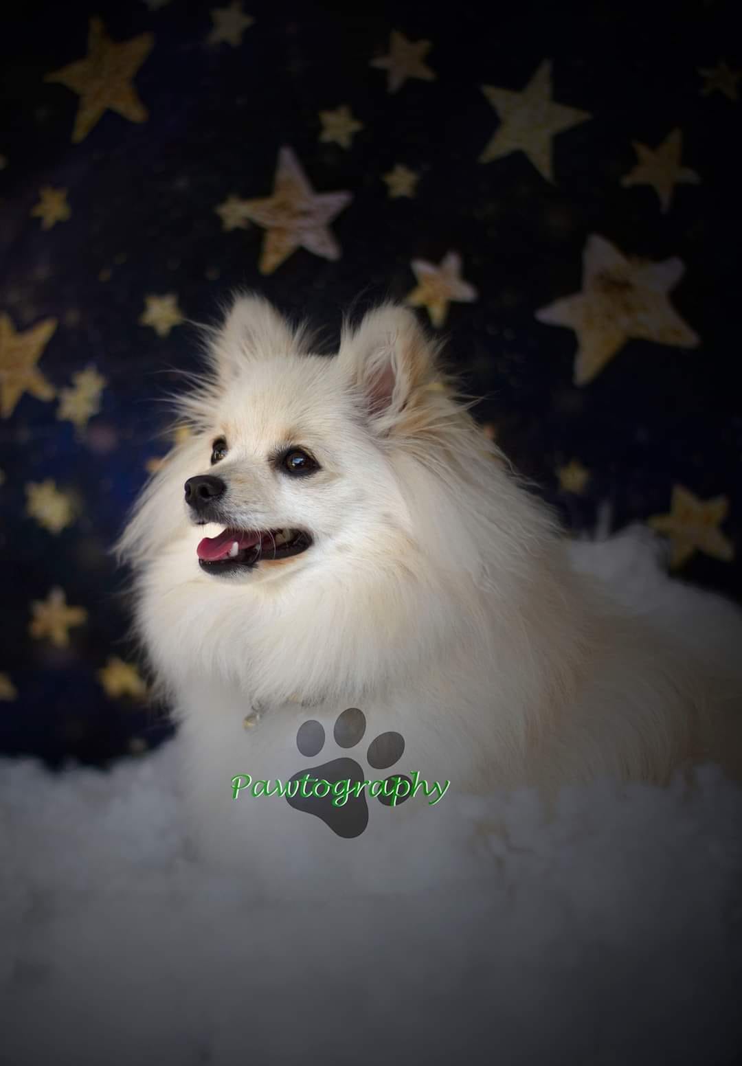 Kate Night Sky with Gold Stars Children Birthday Backdrop for Photography Designed by Mandy Ringe Photography - Kate Backdrop AU