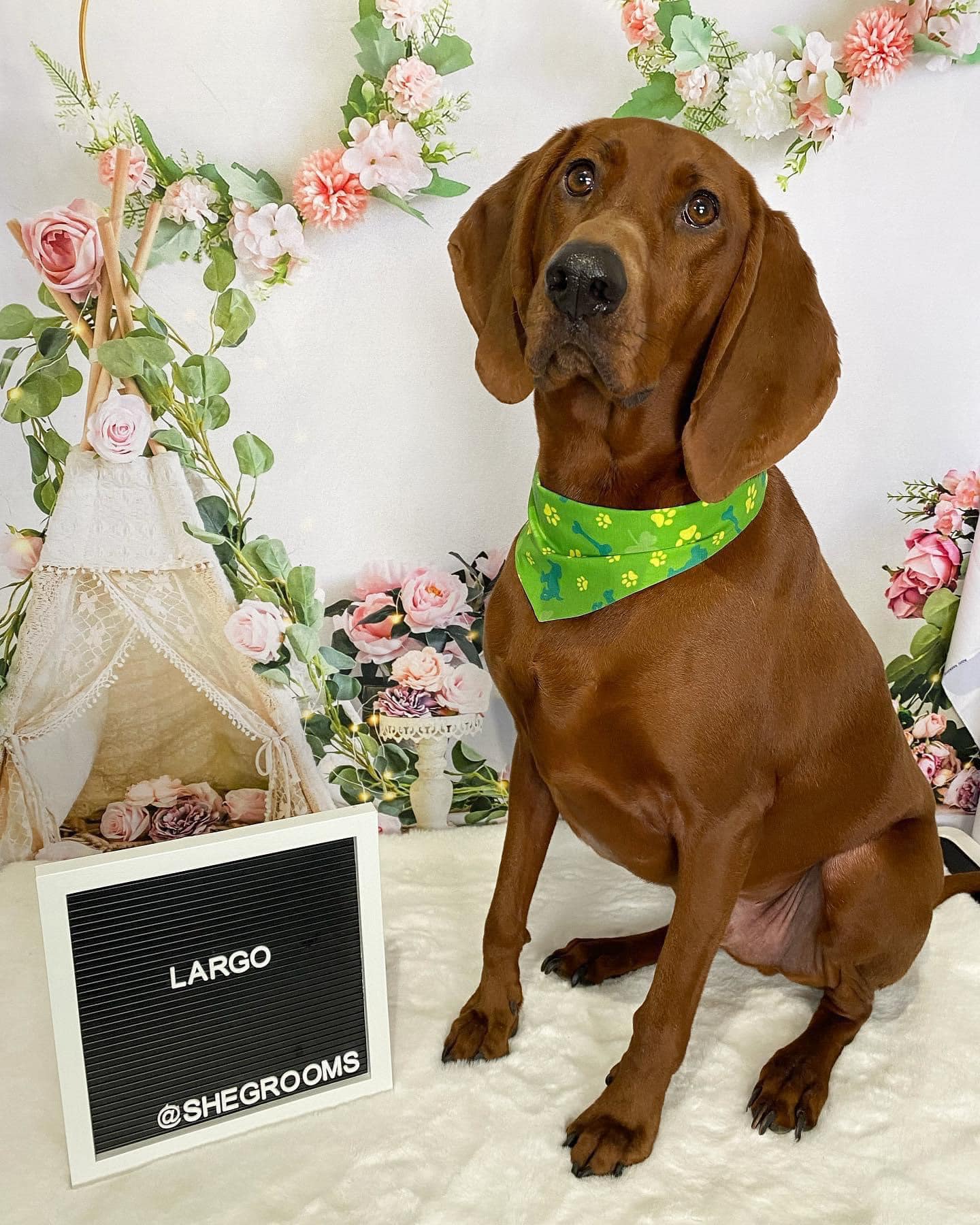 Kate Boho Valentine's Day Tent Backdrop Birthday Designed by Emetselch - Kate Backdrop AU