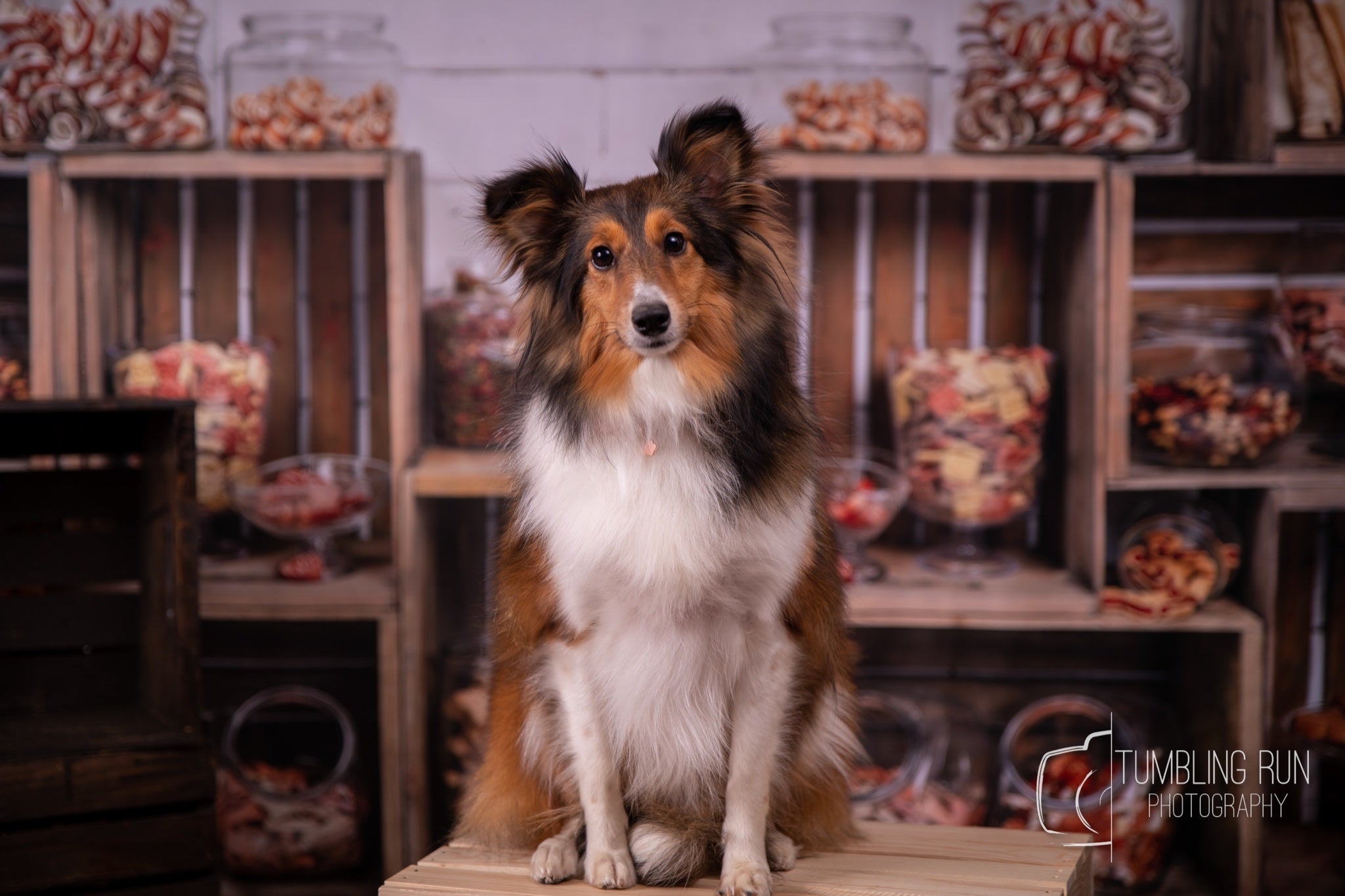 Kate 7x5ft Puppy Treats Backdrops Designed by Arica Kirby - Kate Backdrop AU