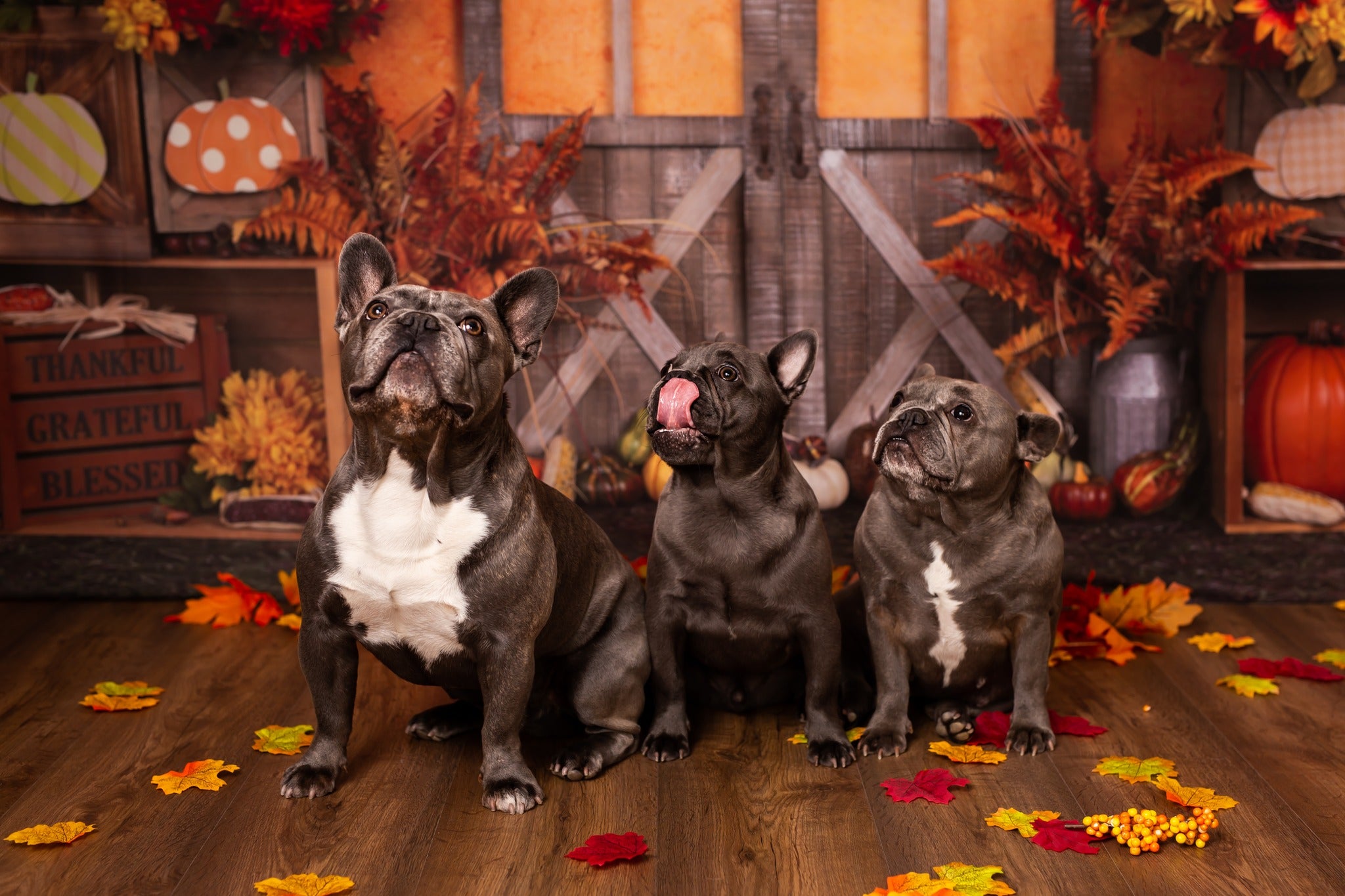 Kate Autumn Harvest Thanksgiving Backdrop+Kate Brown Vintage Wood Rubber Floor Mat - Kate Backdrop AU