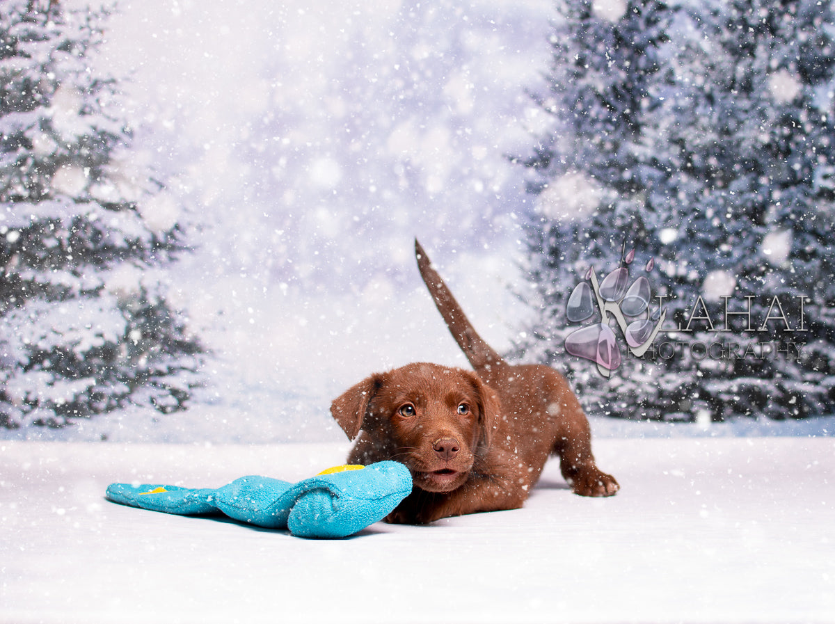 Kate Winter Forest Backdrop Snowflake for Photography