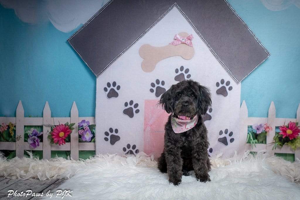 Kate Pet Park Flower Spring Children Backdrop for Photography Designed by Erin Larkins - Kate Backdrop AU
