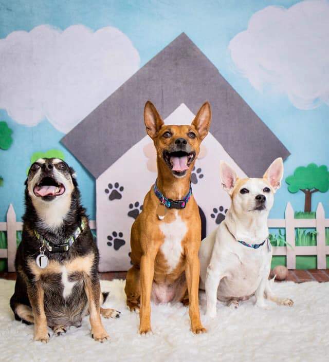 Kate Pet Park Sky and Clouds Spring Tree Children Backdrop for Photography Designed by Erin Larkins - Kate Backdrop AU