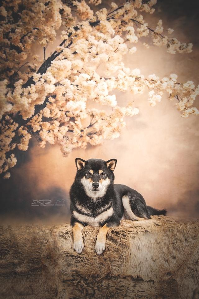 Kate Abstract Background With Flowers Backdrops for Photography - Kate Backdrop AU