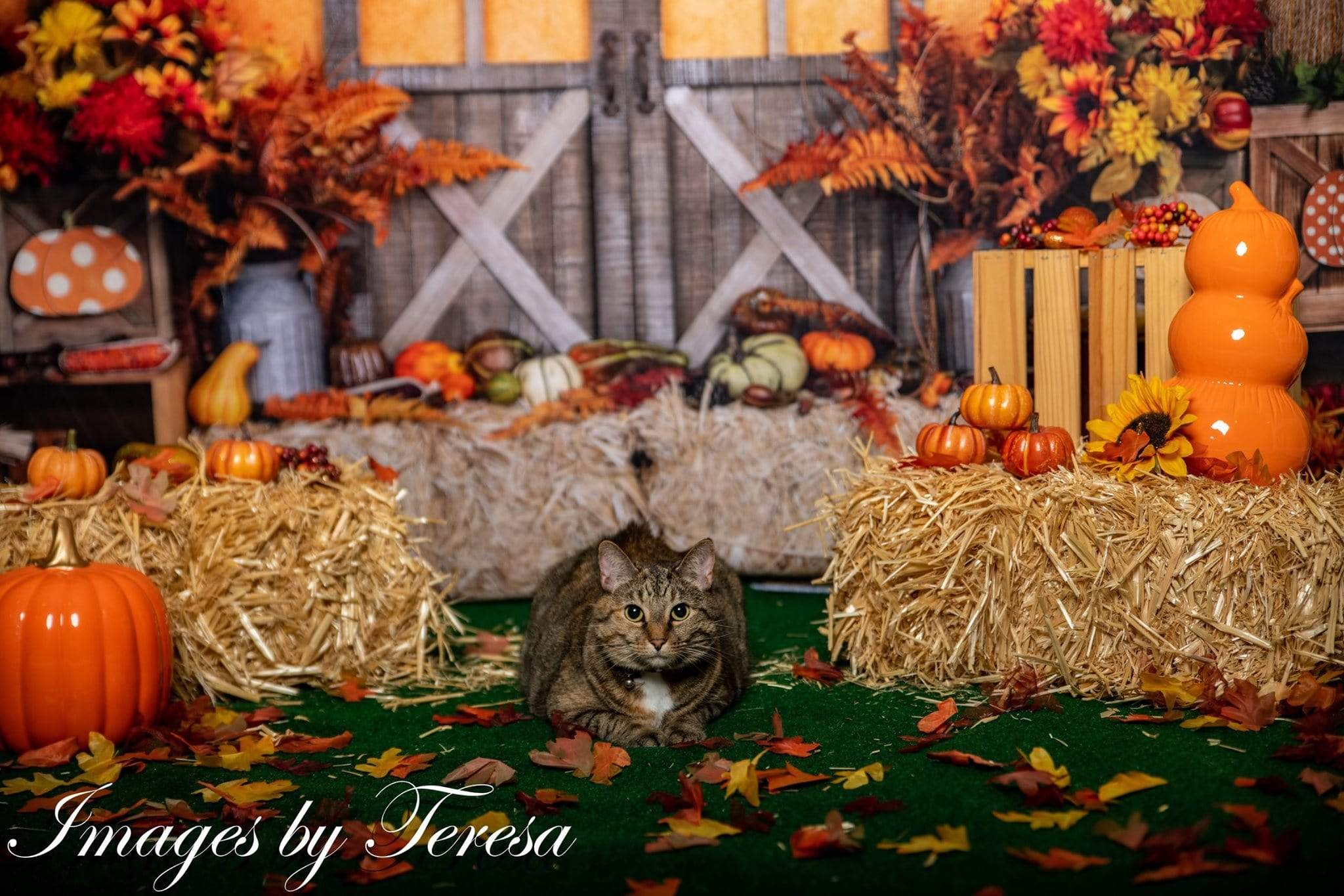 Kate Autumn Leaves with Pumpkins Thanksgiving Backdrop