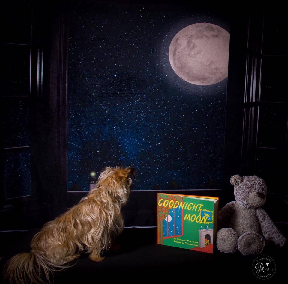 Kate Window Night with Moon and Star View Backdrop Designed By Jerry_Sina - Kate Backdrop AU