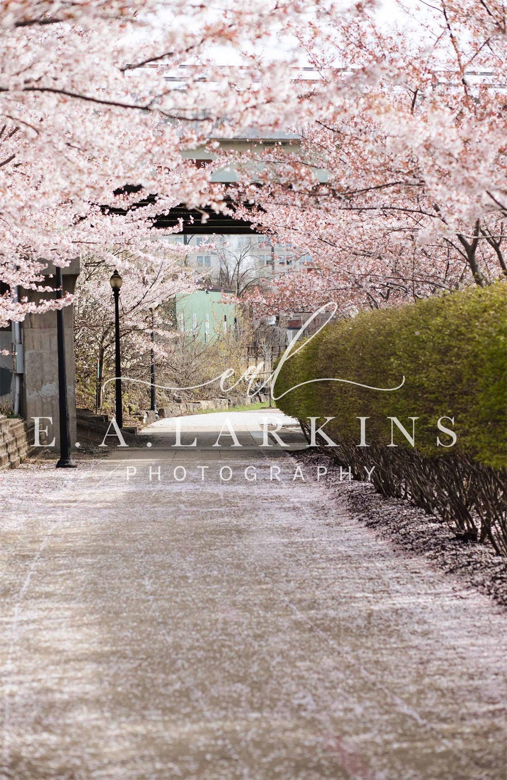 Kate Cherry Blossom Archway Backdrop for Photography Designed by Erin Larkins - Kate Backdrop AU