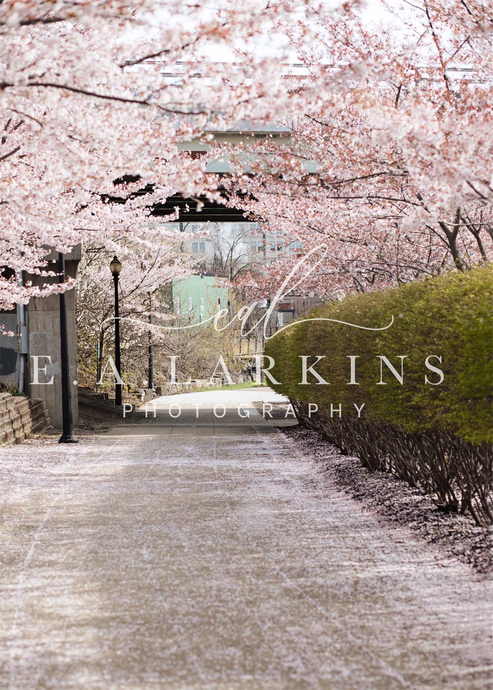 Kate Cherry Blossom Archway Backdrop for Photography Designed by Erin Larkins