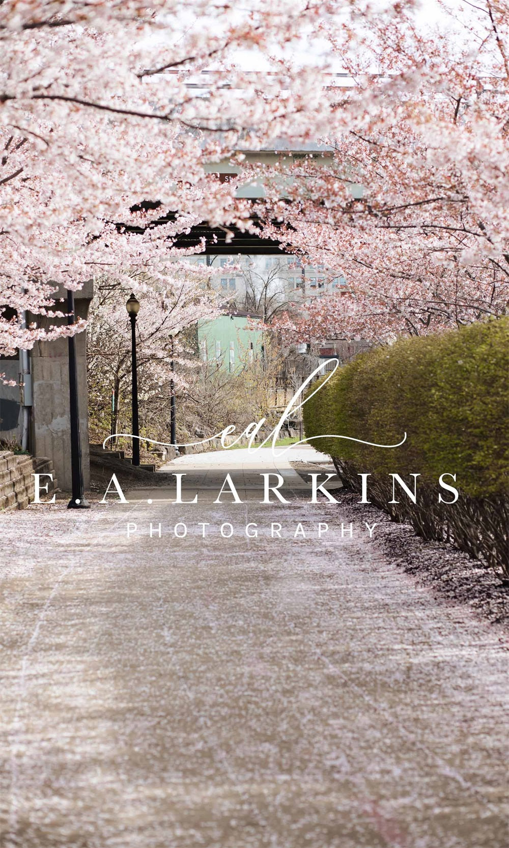 Kate Cherry Blossom Archway Backdrop for Photography Designed by Erin Larkins - Kate Backdrop AU