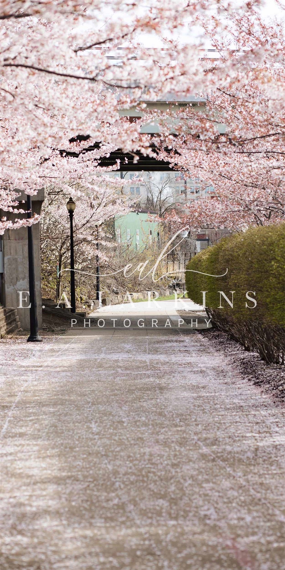 Kate Sweep Summer Cherry Blossom Archway Backdrop for Photography Designed by Erin Larkins