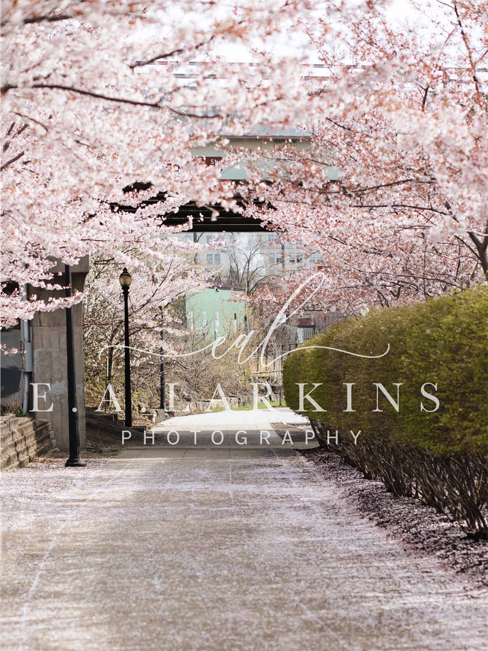 Kate Cherry Blossom Archway Backdrop for Photography Designed by Erin Larkins - Kate Backdrop AU