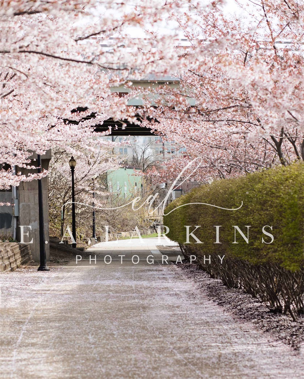 Kate Cherry Blossom Archway Backdrop for Photography Designed by Erin Larkins - Kate Backdrop AU