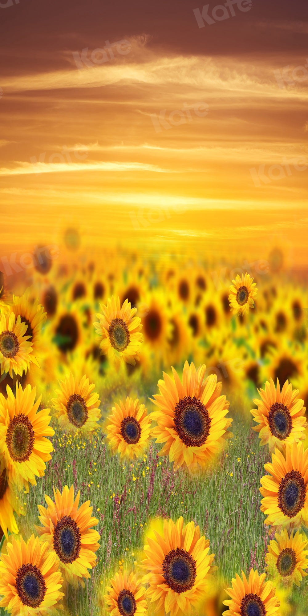 Kate Summer Backdrop Sunflower Sunset for Photography - Kate Backdrop AU