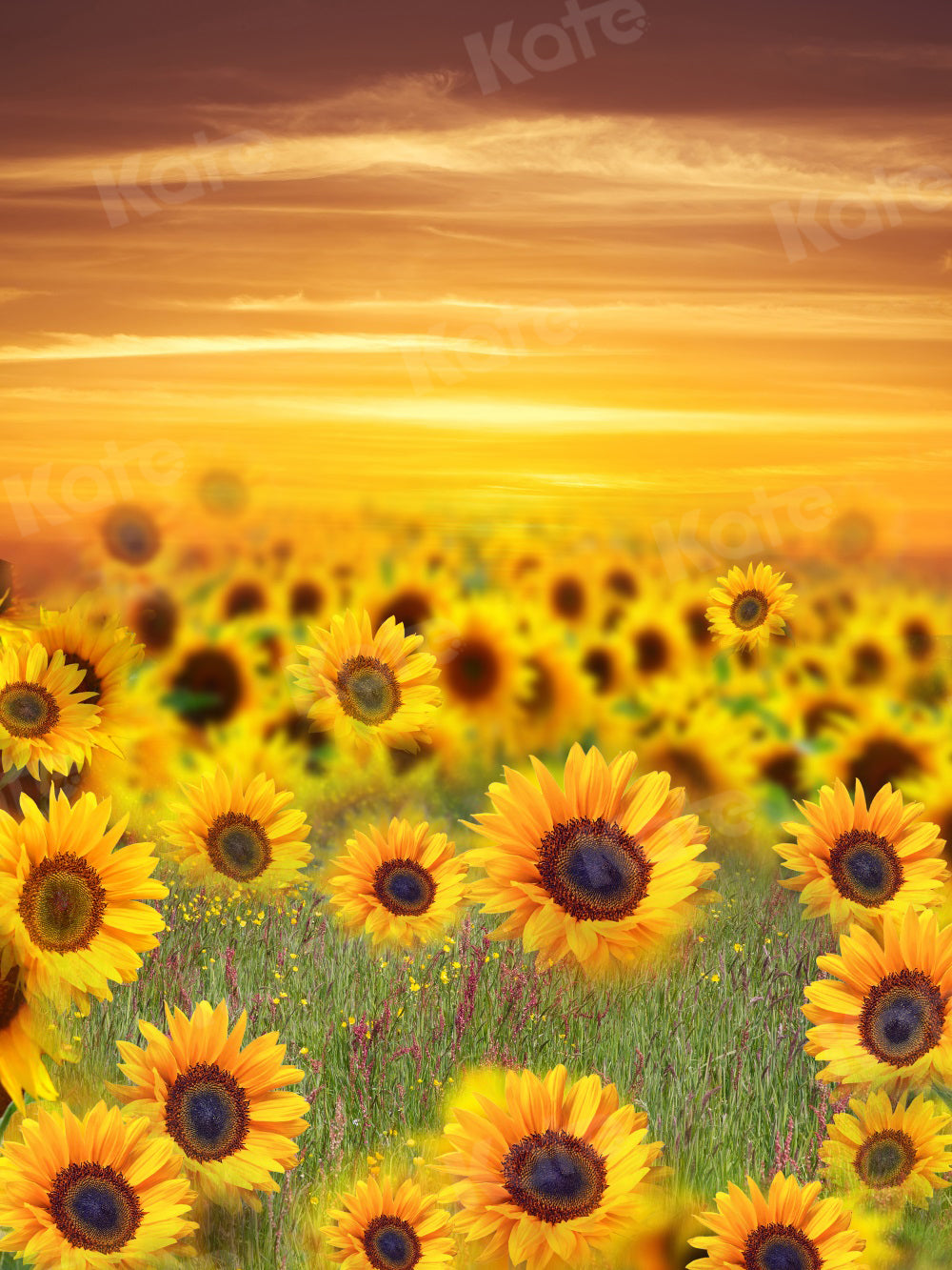 Kate Summer Backdrop Sunflower Sunset for Photography - Kate Backdrop AU