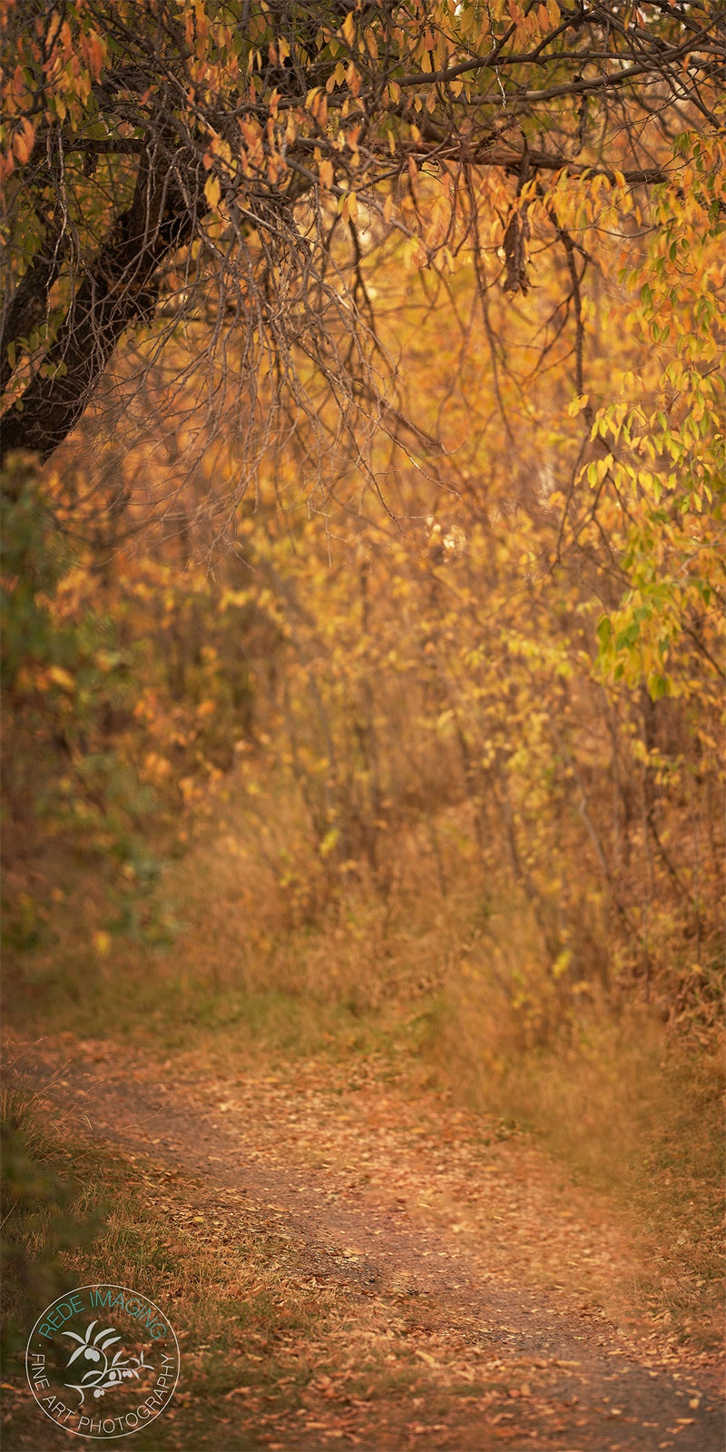 Kate Autumn Woods Backdrop Yellow Leaves Designed by Lidia Redekopp