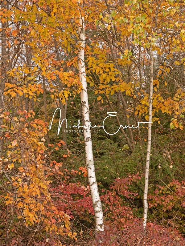 Kate White Birch Fall Backdrop Autumn Designed By Michele Ernst Photography