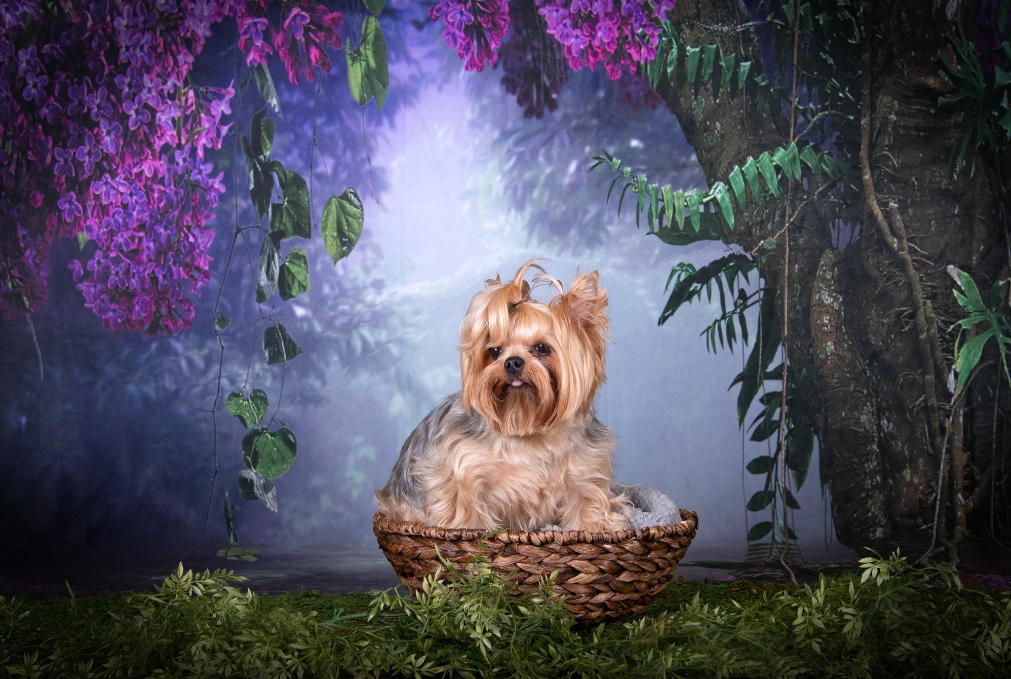Kate Scenery Forest Flower Backdrop Designed by Chain Photography - Kate Backdrop AU