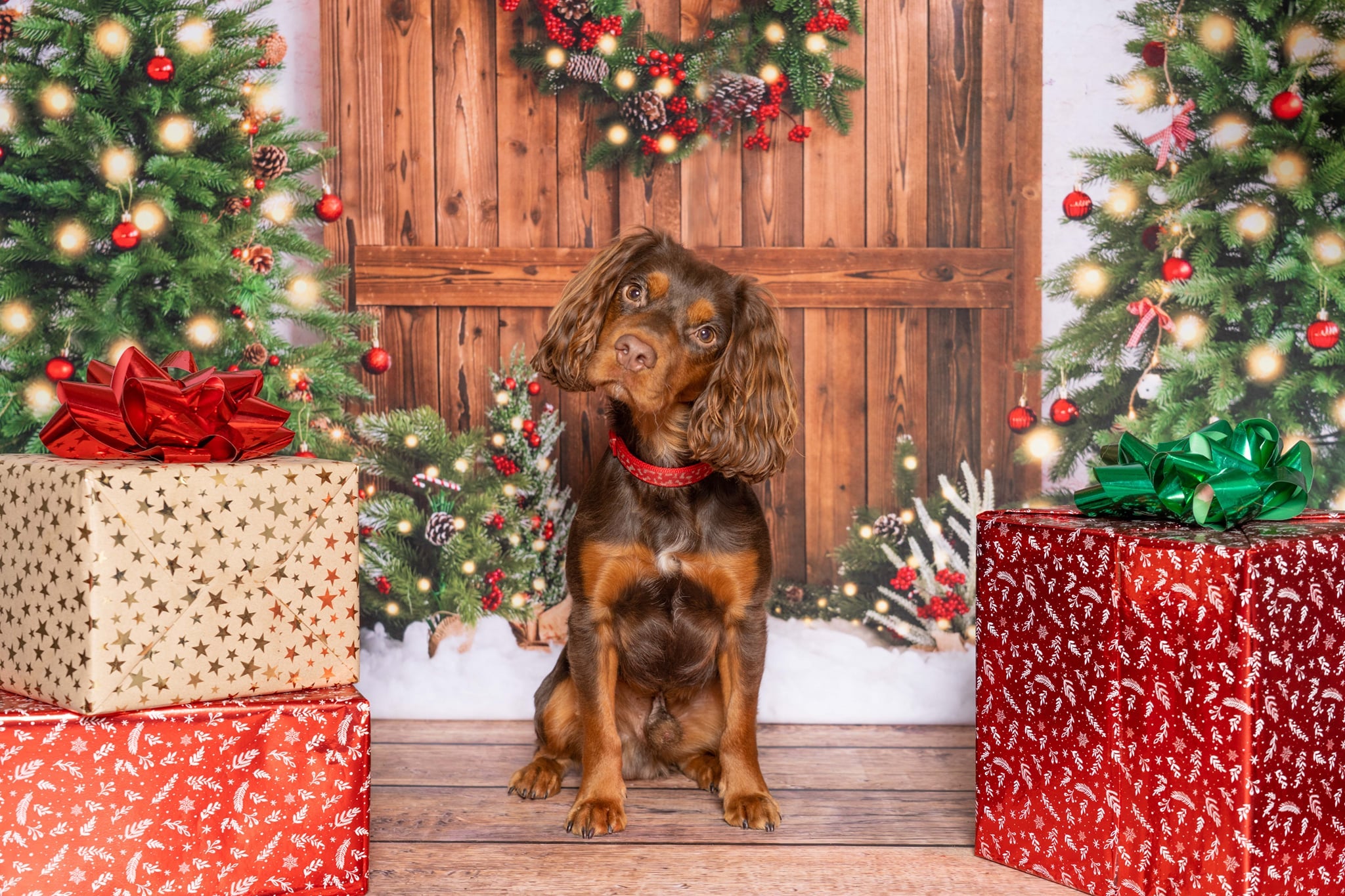Kate Christmas Tree Wreath Barn Door Backdrop Designed by Emetselch - Kate Backdrop AU