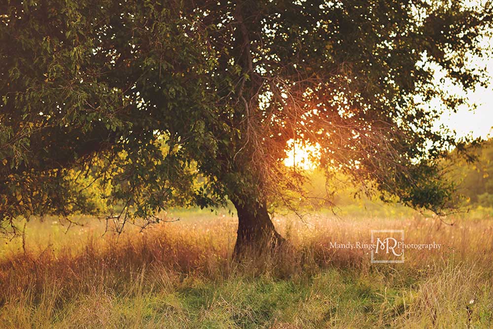 Kate Tree at Sunset Backdrop Designed by Mandy Ringe Photography - Kate Backdrop AU