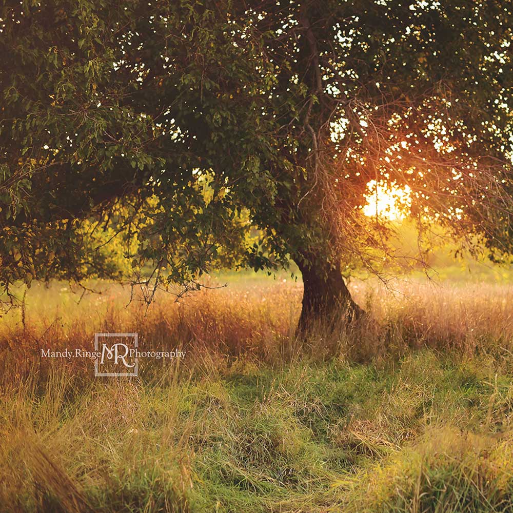 Kate Tree at Sunset Backdrop Designed by Mandy Ringe Photography - Kate Backdrop AU