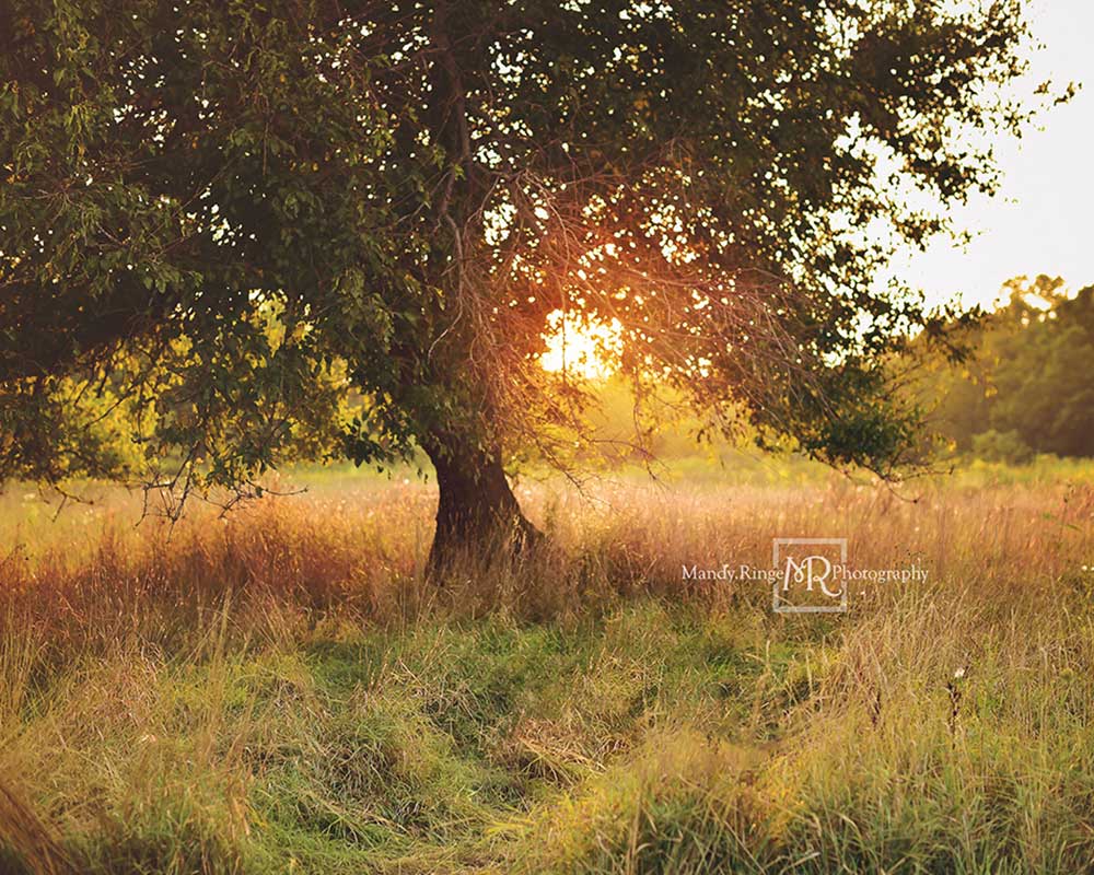 Kate Tree at Sunset Backdrop Designed by Mandy Ringe Photography - Kate Backdrop AU
