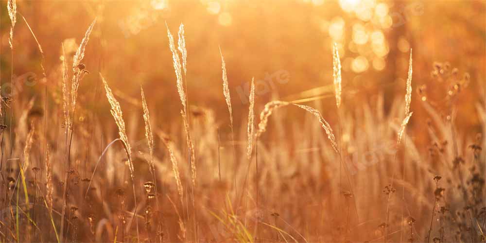 Kate Late Autumn Sunset Backdrop Meadow Designed by Chain Photography - Kate Backdrop AU