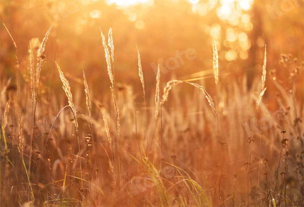 Kate Late Autumn Sunset Backdrop Meadow Designed by Chain Photography - Kate Backdrop AU