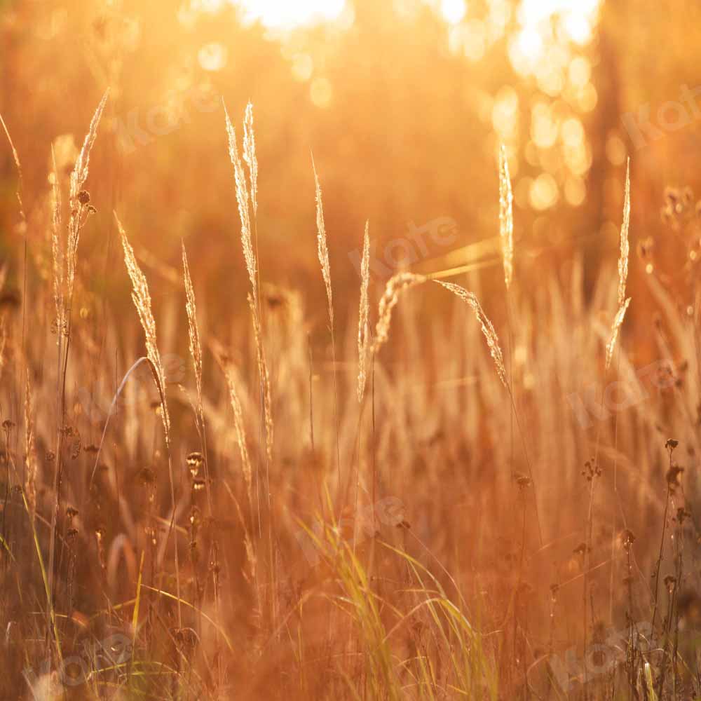 Kate Late Autumn Sunset Backdrop Meadow Designed by Chain Photography - Kate Backdrop AU