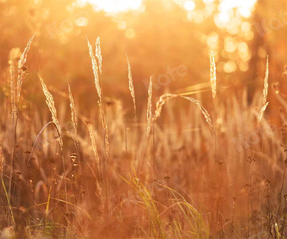 Kate Late Autumn Sunset Backdrop Meadow Designed by Chain Photography - Kate Backdrop AU