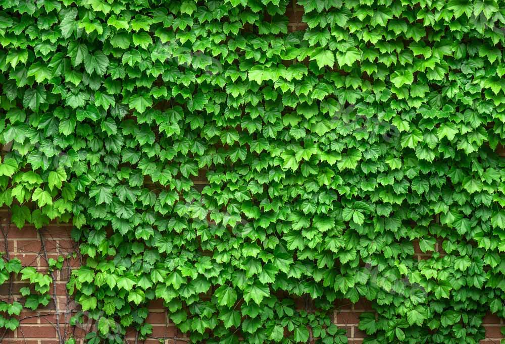 Kate Street View Vine Backdrop Brick Wall Designed by Chain Photography