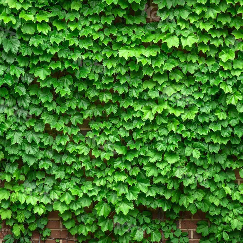 Kate Street View Vine Backdrop Brick Wall Designed by Chain Photography