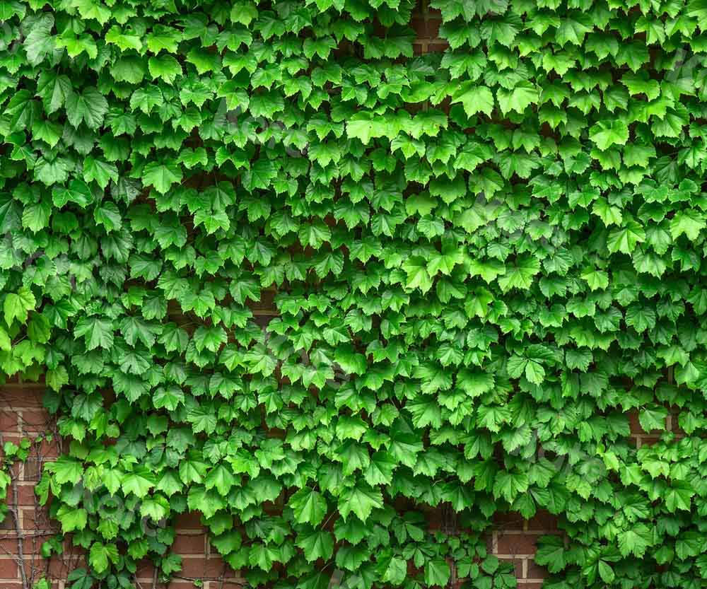 Kate Street View Vine Backdrop Brick Wall Designed by Chain Photography