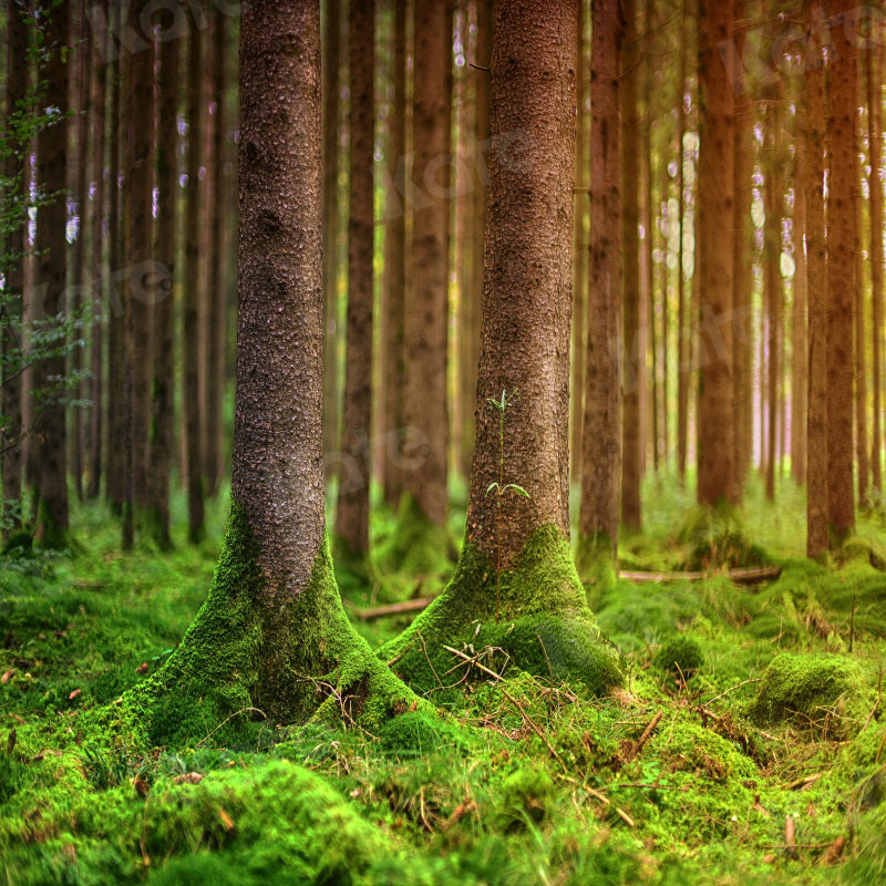 Kate Summer Forest Moss Backdrop Trees for Photography - Kate Backdrop AU