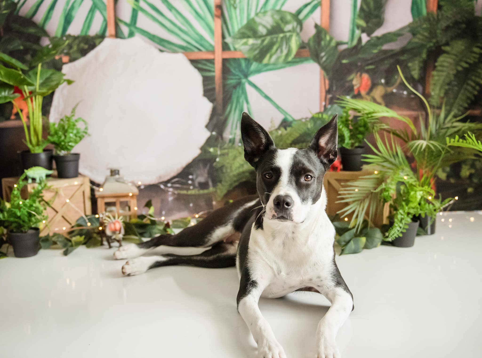 Kate Dinosaur Jungle Backdrop for Photography Designed by Jenna Onyia - Kate Backdrop AU