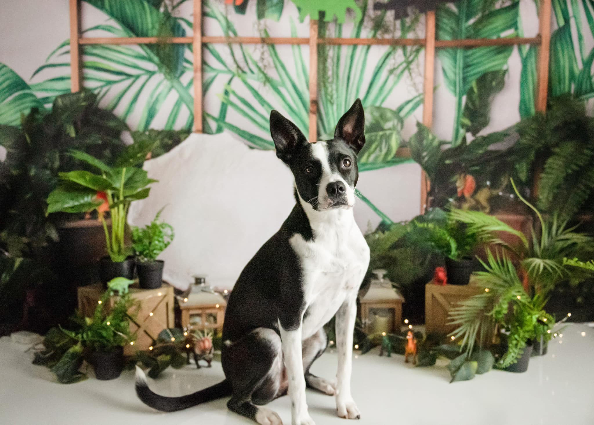Kate Dinosaur Jungle Backdrop for Photography Designed by Jenna Onyia - Kate Backdrop AU