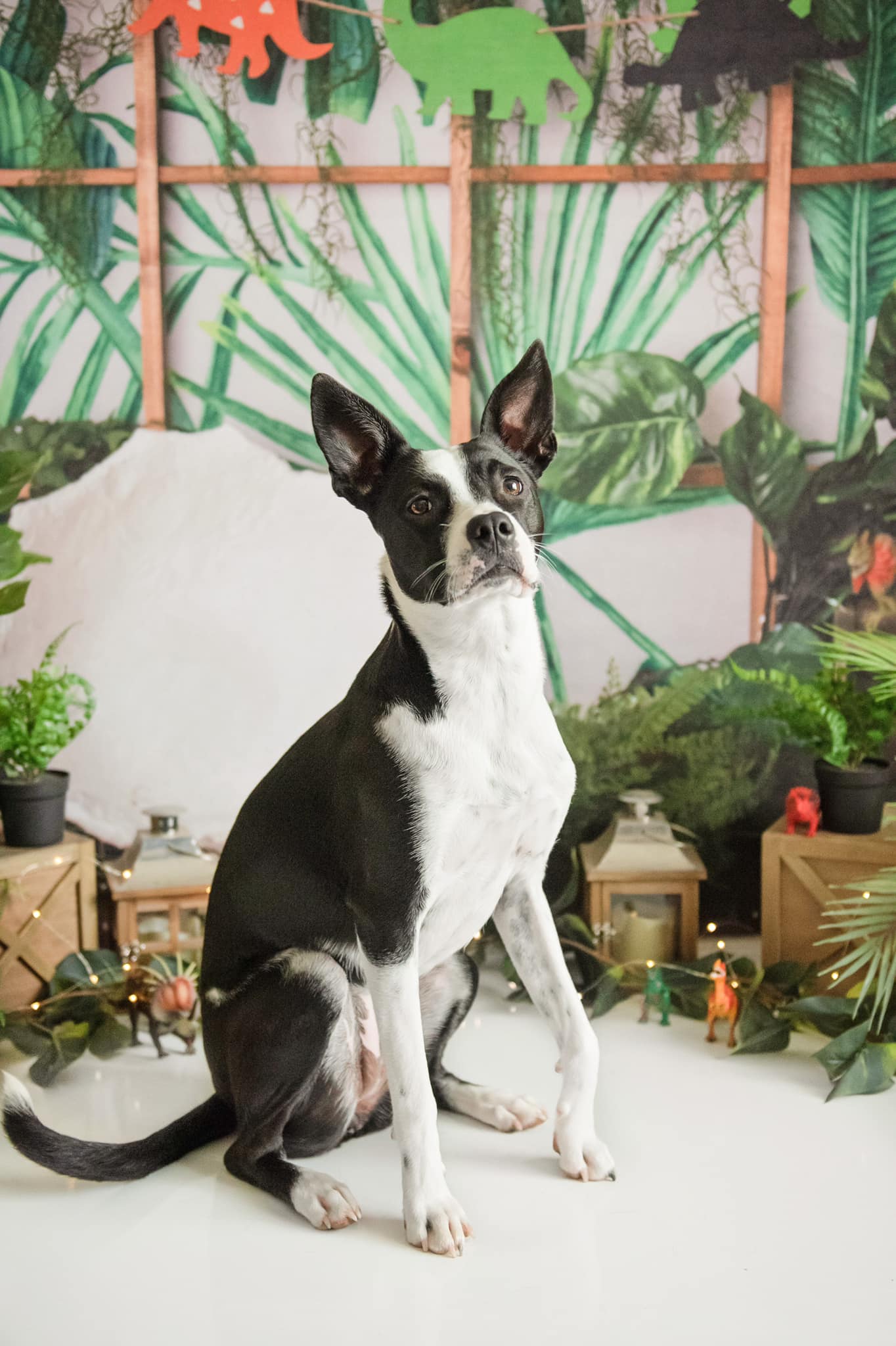 Kate Dinosaur Jungle Backdrop for Photography Designed by Jenna Onyia - Kate Backdrop AU